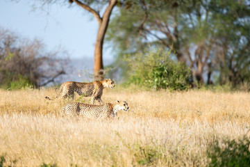 Naklejka na ściany i meble Cheetah in the grassland of the savannah in Kenya