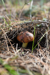 Wild mushrooms in its native growth environment.