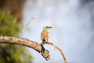 Colorfull bird is sittin on the tree in the savannah in Kenya