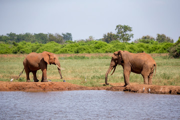 Fototapeta na wymiar A waterhole in the savannah with some red elephants