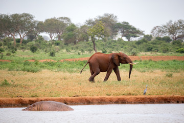 Fototapeta na wymiar A young red elephant is running and playing in the grassland of the savannah