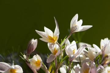  bouquet of snowdrops on a green background