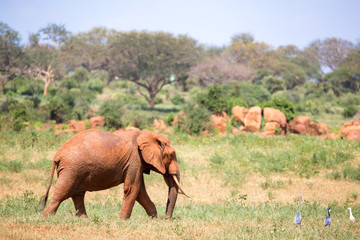 Fototapeta na wymiar One red elephant is walking in the savannah of Kenya
