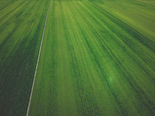 Aerial drone view of green country field with row lines, top view