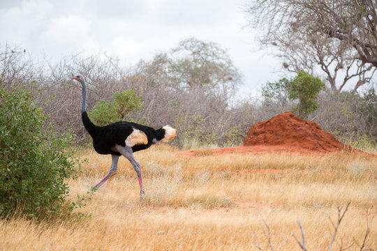 An ostrich in the landscape of the savannah in Kenya