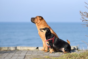 Two dogs red-haired Shar-Pei and a small black dachshund sit and look to one side.