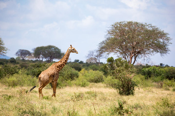 A giraffe is walking between the bush in the scenery of the savannah