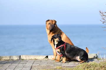 Two dogs red-haired Shar-Pei and a small black dachshund sit and look to one side.