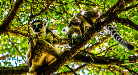 Portrait of the ring-tailed lemur Lemur catta aka King Julien in