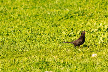 Turdus merula, Blackbird in the grass