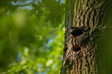 Sturnus vulgaris. The wild nature of the Czech Republic. Free nature. Picture of a bird in nature. Beautiful picture. Bird in the woods. Deep forest. Mysterious Forest. Wild. From bird life. Spring na