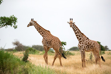 A giraffe is walking between the bush in the scenery of the savannah