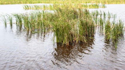 Grass or Thatched in lake or pond or swamp water.