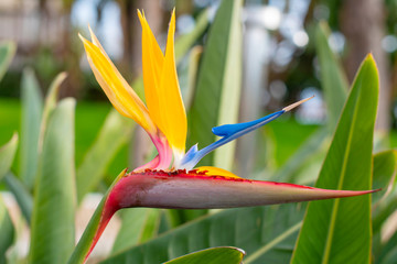 bird of paradise flower (Strelitzia reginae) 