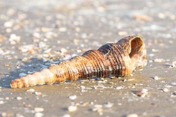 White conch shell on the sand beach of sea or ocean with sunlight or sunshine on the morning