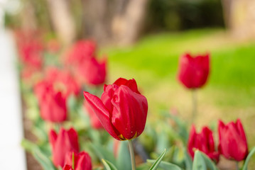 Naklejka premium red tulips on the lawn. selective focus
