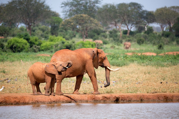 Fototapeta na wymiar Family of elephants drinking water from the waterhole