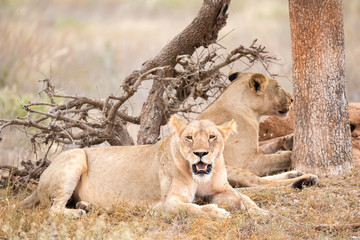 Two lions rest in the shade of a tree