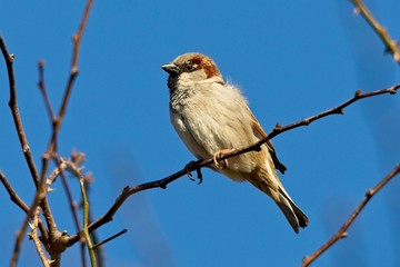 Male House Sparrow (Passer domesticus) Hawthorn tree, Sussex, UK