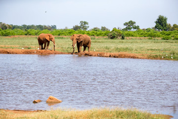 Naklejka na ściany i meble A waterhole in the savannah with some red elephants