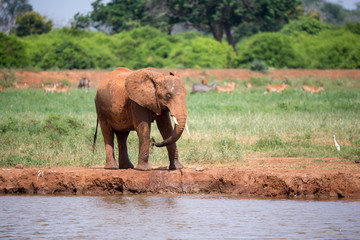 Fototapeta na wymiar One red elephant is drinking water on the waterhole