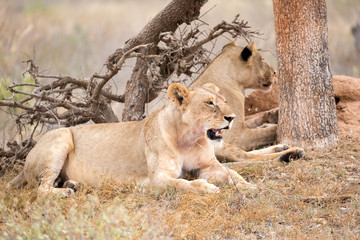 Two lions rest in the shade of a tree