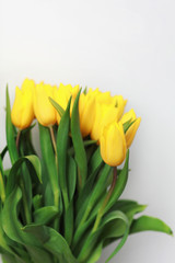 Obraz premium Yellow tulip flowers isolated on white background, for your creative design and decoration