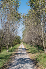 Grugnotorto Park, Milan, at fall