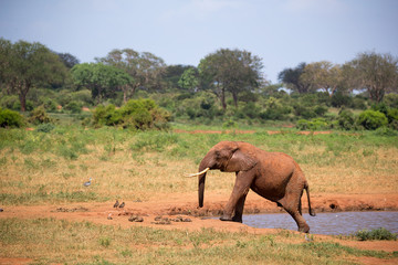 Fototapeta na wymiar An elephant on the waterhole in the savannah of Kenya