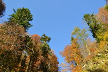 Fototapeta premium Autumn wood