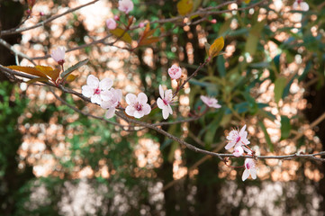 Plum tree with purple leaves in flower