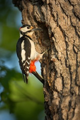 Dendrocopos major. The wild nature of the Czech Republic. Free nature. Picture of a bird in nature. Beautiful picture. Bird in the woods. Deep forest. Mysterious Forest. Wild. From bird life. Spring n