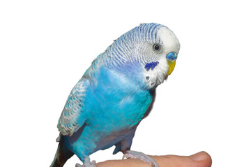 Parrot on hand, isolated on white background