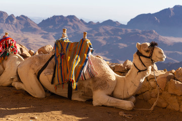 Dromedary from the Sinai Peninsula. Arabian camel (Camelus dromedarius). The pack animal is resting.