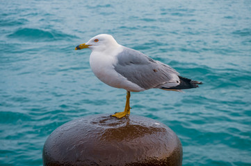 A seagull of Ellis Island, N.Y. United States