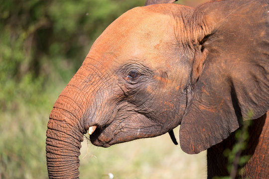 A head of a young red elephant in front the bush