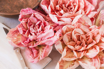 Pink radicchio del Veneto.