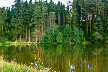 Obraz premium Green forest and lake landscape. Selective focus.Reflection in water. Water surface.