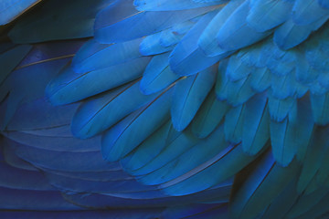 Beautiful blue macaw feathers. © Napatsorn