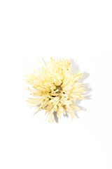Chrysanthemum Close up white background