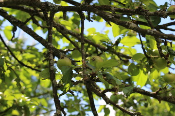 Green apple tree
