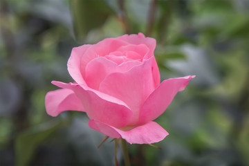 Pink rose in the garden.
