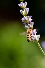 Lavender angustifolia, lavandula in sunlight in herb garden with honey bee