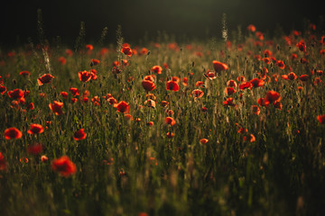 Red poppies field. The Sun setting on a field of poppies in the countryside