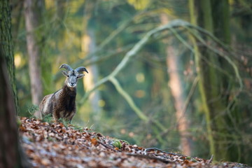 Ovis musimon. The wild nature of the Czech Republic. Free nature. Picture of mammal in nature. Beautiful picture. Animal in the woods. Deep forest. Mysterious Forest. Wild. From animal life. Spring na