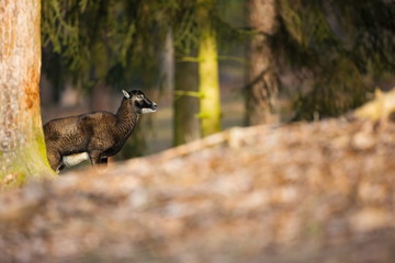 Fototapeta premium Ovis musimon. The wild nature of the Czech Republic. Free nature. Picture of mammal in nature. Beautiful picture. Animal in the woods. Deep forest. Mysterious Forest. Wild. From animal life. Spring na