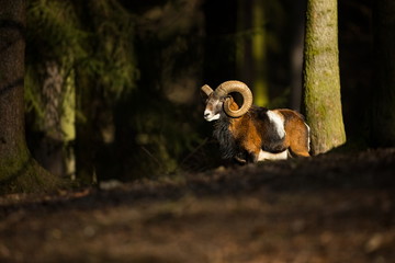 Ovis musimon. The wild nature of the Czech Republic. Free nature. Picture of mammal in nature....