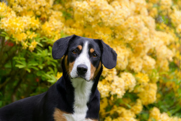 Entlebucher Mountain Dog portrait in front of yellow flowering Rhododendron