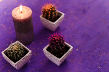 three cactuses in the white flower pots with a candle