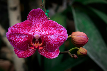 Image of beautiful purple orchid flowers in the garden.